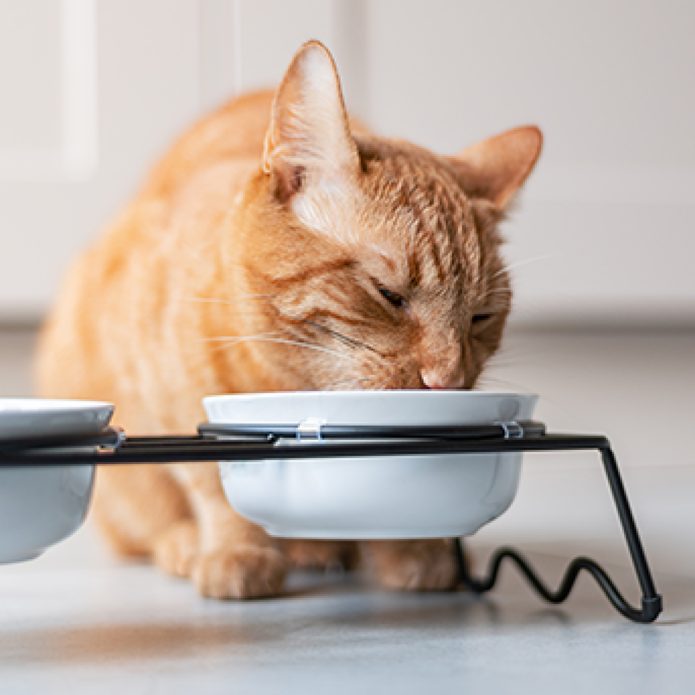 Gato naranja comiendo en su plato de comida.jpg
